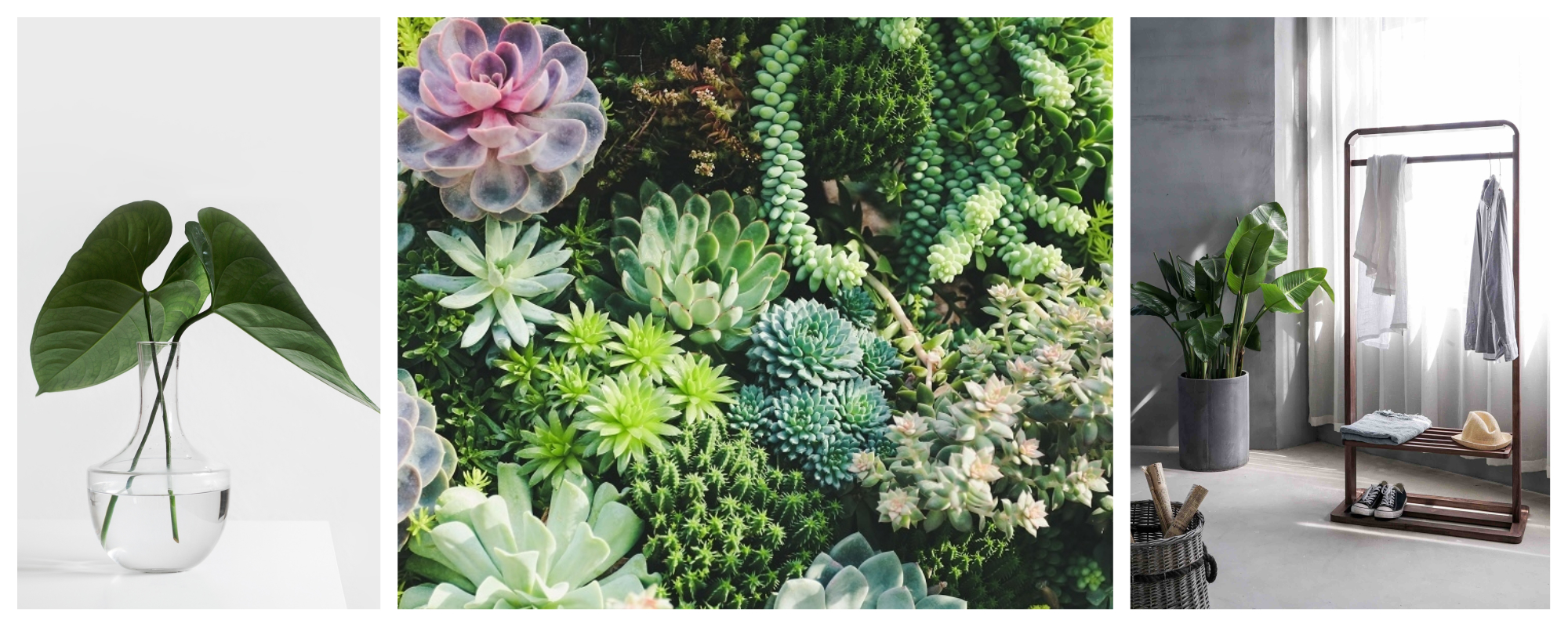 Uma colagem de imagens com plantas no interior